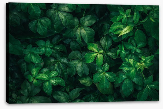 Leaves