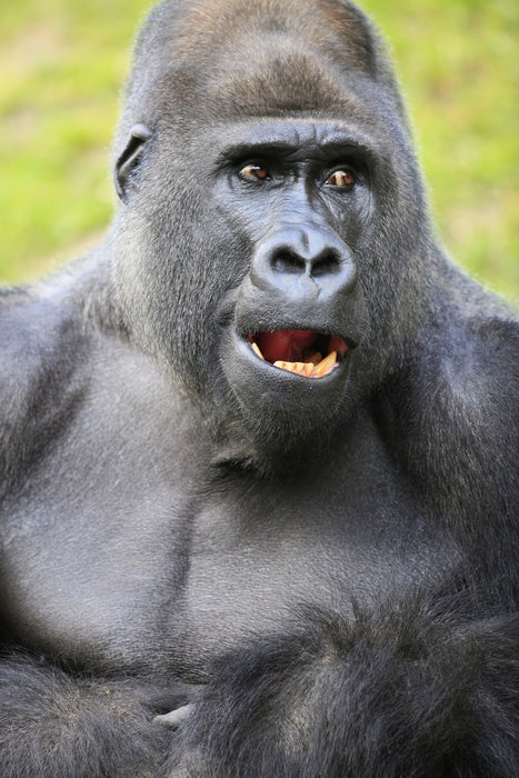 Talking ape
