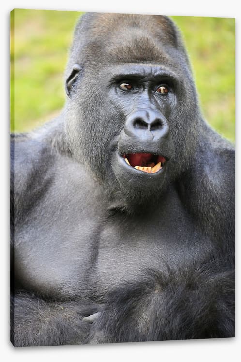 Talking ape