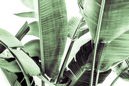 Beneath the banana leaves