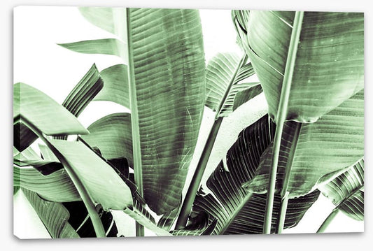 Beneath the banana leaves