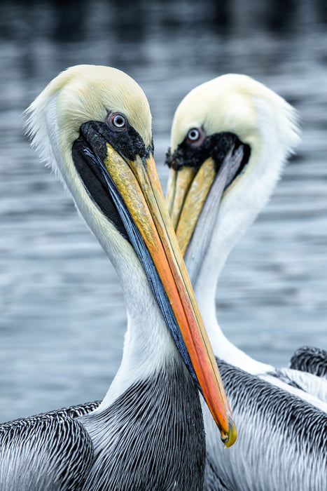 Seeing eye to eye