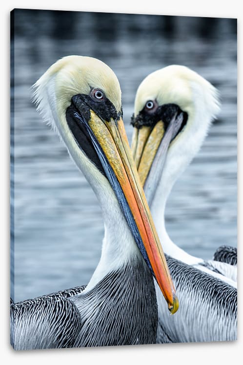 Seeing eye to eye