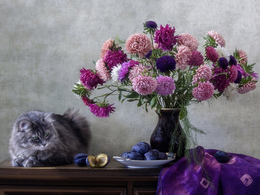 Grey kitten asters