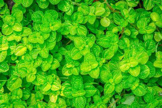 Leaves