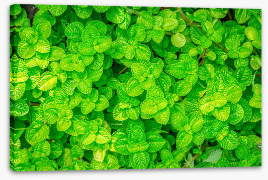 Leaves