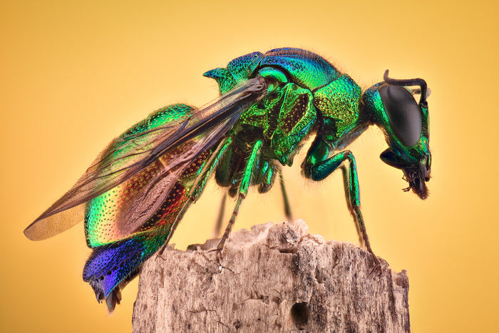 Insects