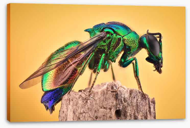 Insects