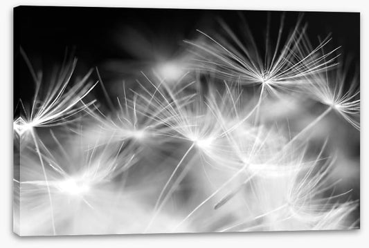 Blowballs