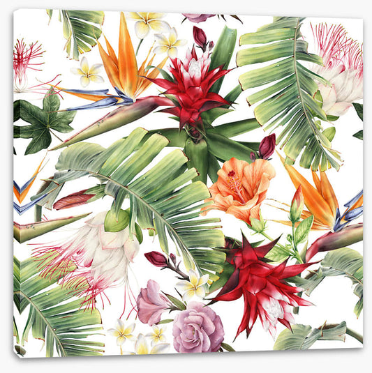 Luau blooms