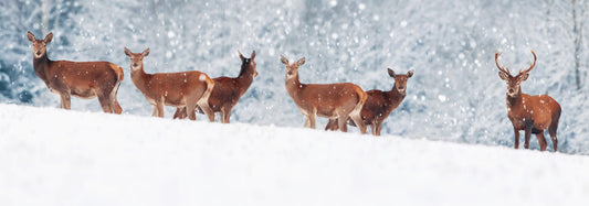 Winter deer panorama