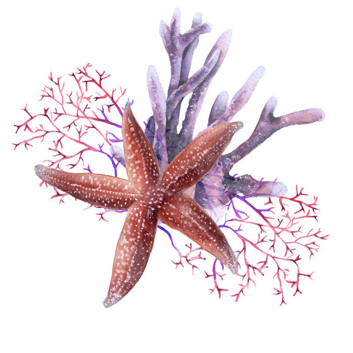 Starfish in the seaweed