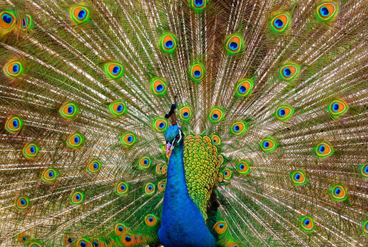 Peacock pride