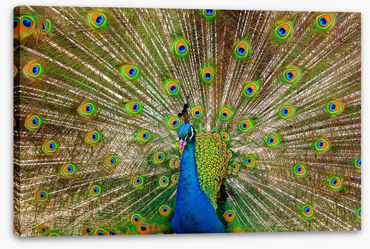 Peacock pride