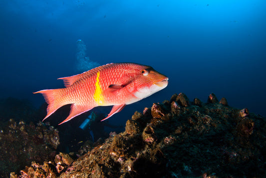 Mexican hogfish