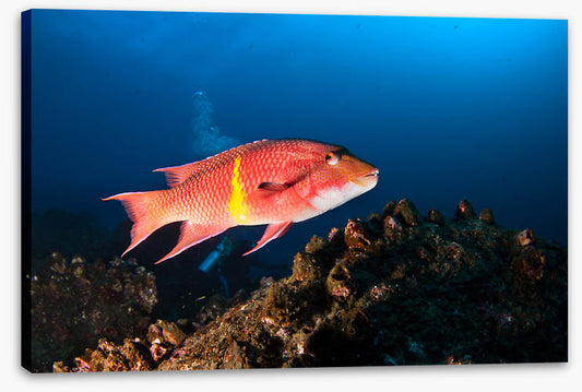 Mexican hogfish