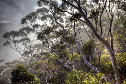 Eucalyptus light