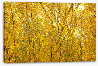 Burnished birch