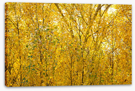Burnished birch