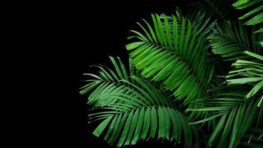 Leaves