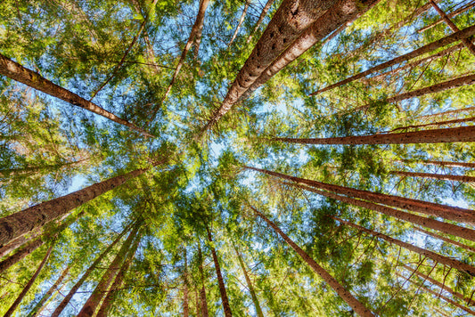 Straight to the sky