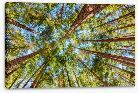 Straight to the sky