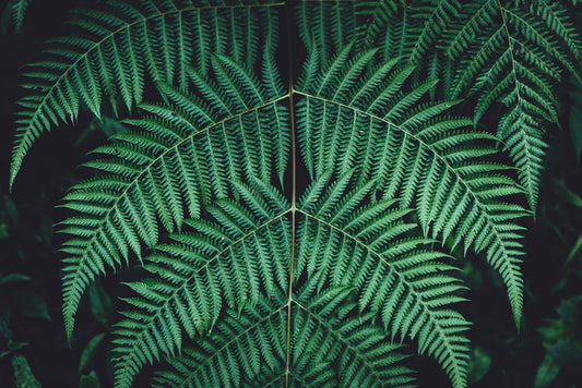 Leaves