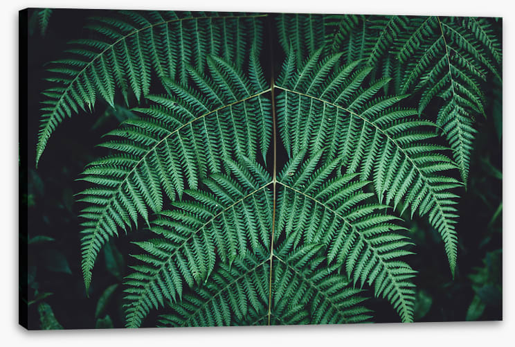 Leaves