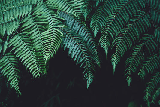 Nature's veil