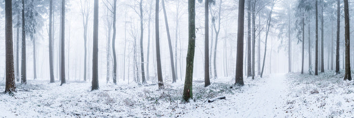 Snowy forest panorama