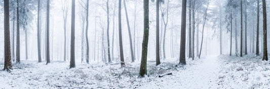 Snowy forest panorama