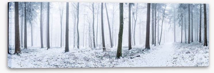 Snowy forest panorama