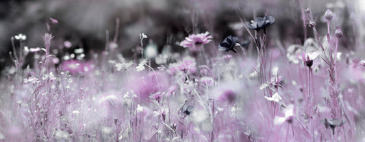 Purple haze