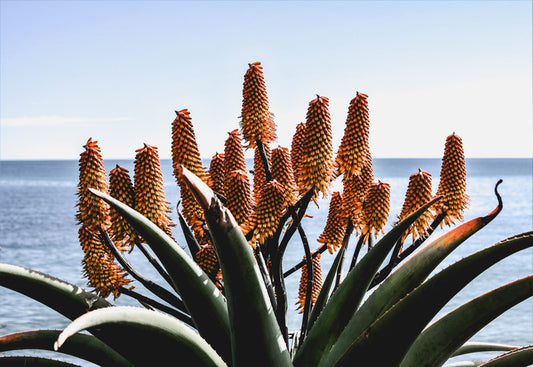 Leaves