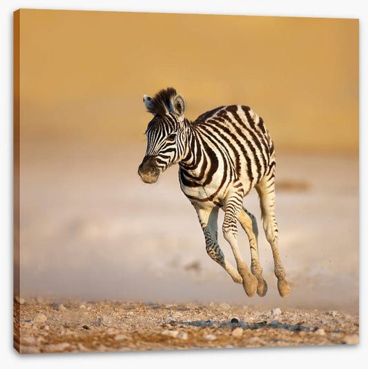 Zebra colt bolt