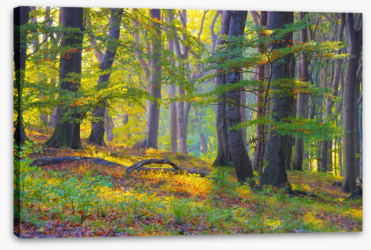 Last summer sunlight