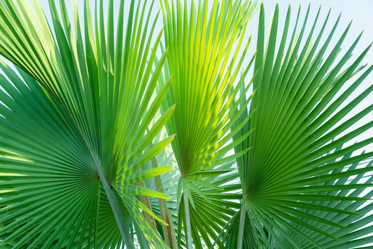 Leaves