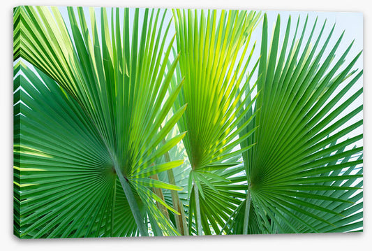 Leaves