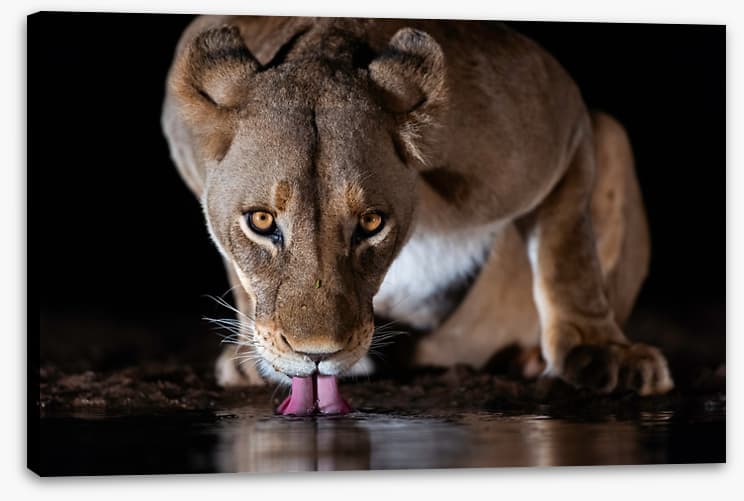 Mammals
