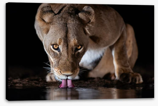 Mammals