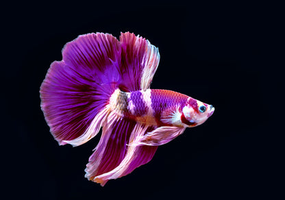 Fish / Aquatic