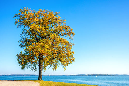 Lakeside leaves