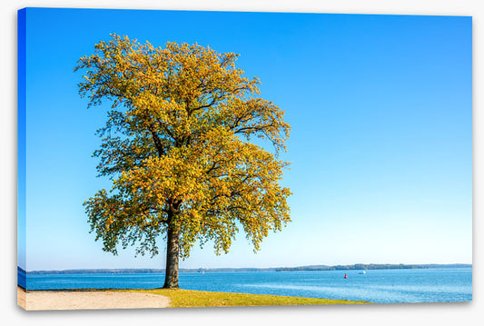Lakeside leaves