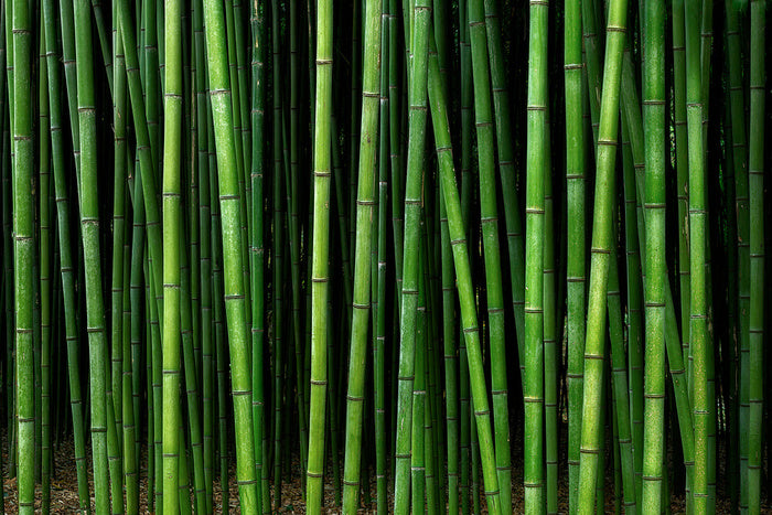 Through the bamboo