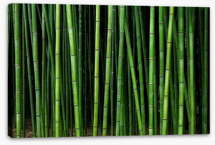 Through the bamboo