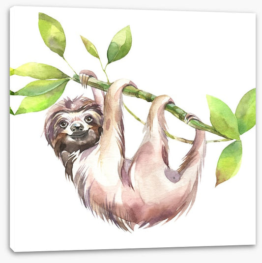 Smiling sloth