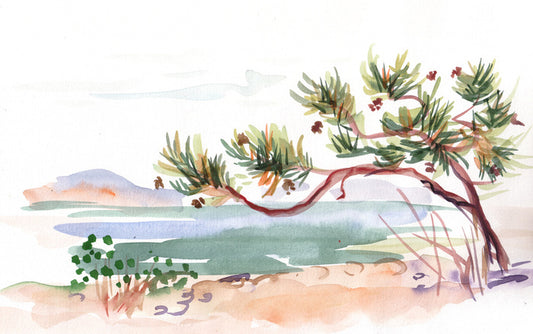Pine by the sea