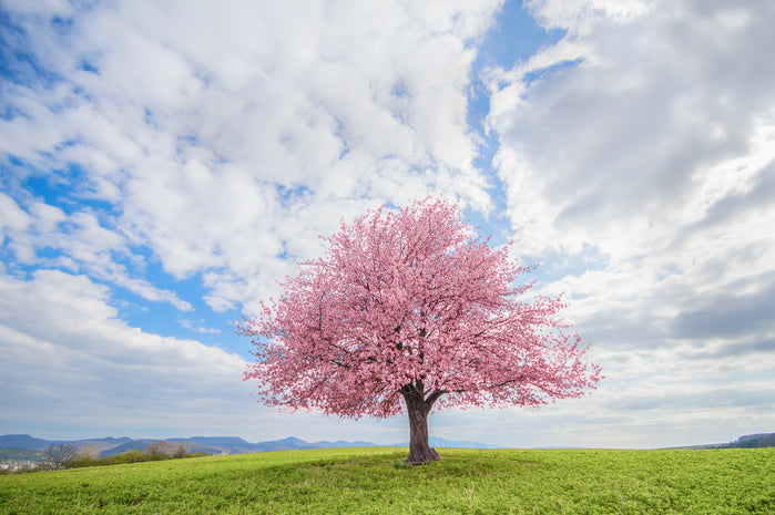 Spring and sky