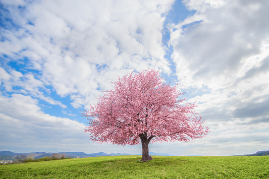 Spring and sky