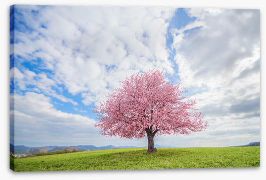 Spring and sky